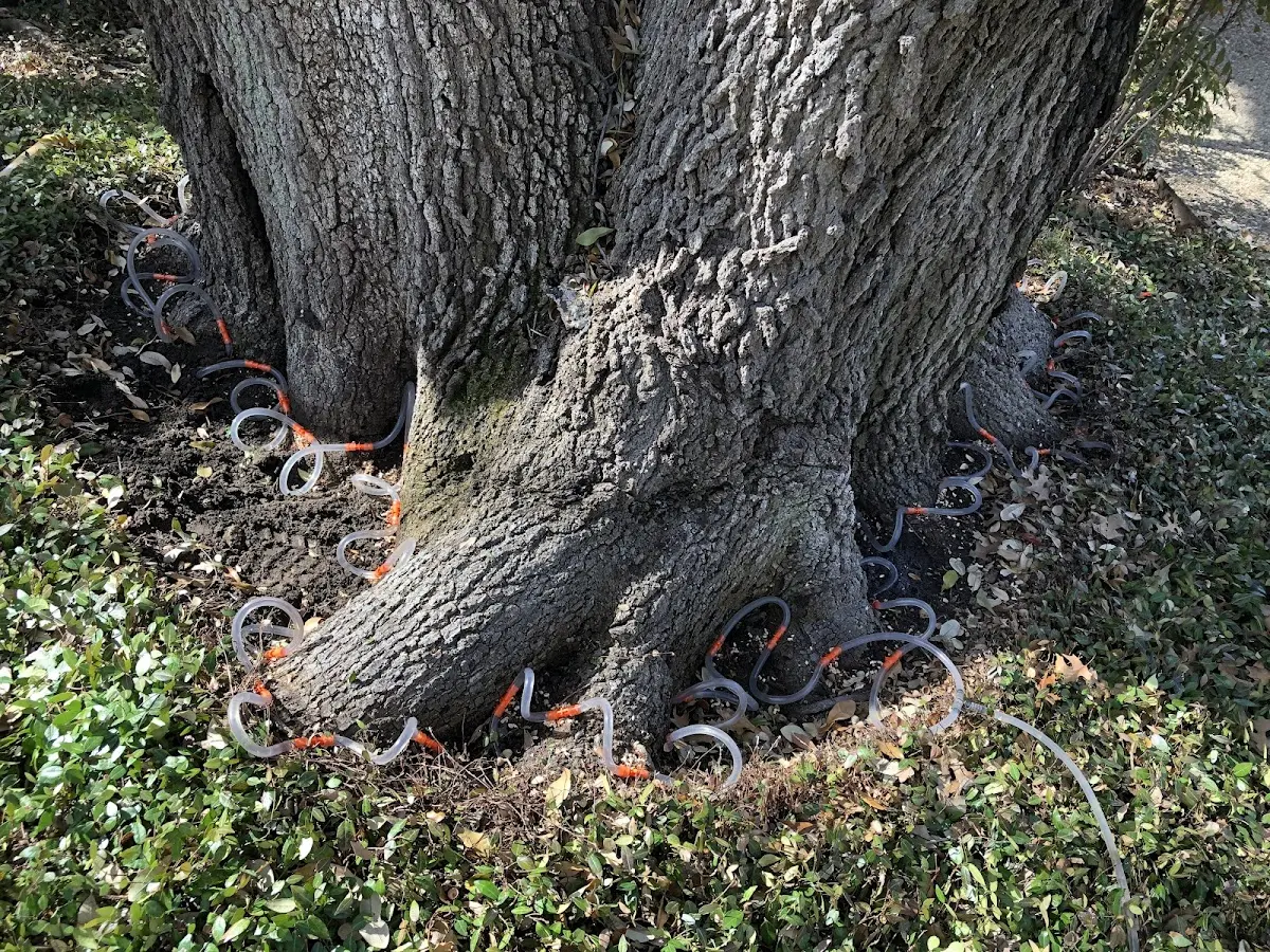 Detailed Tree Cabling and Bracing job site in Versailles