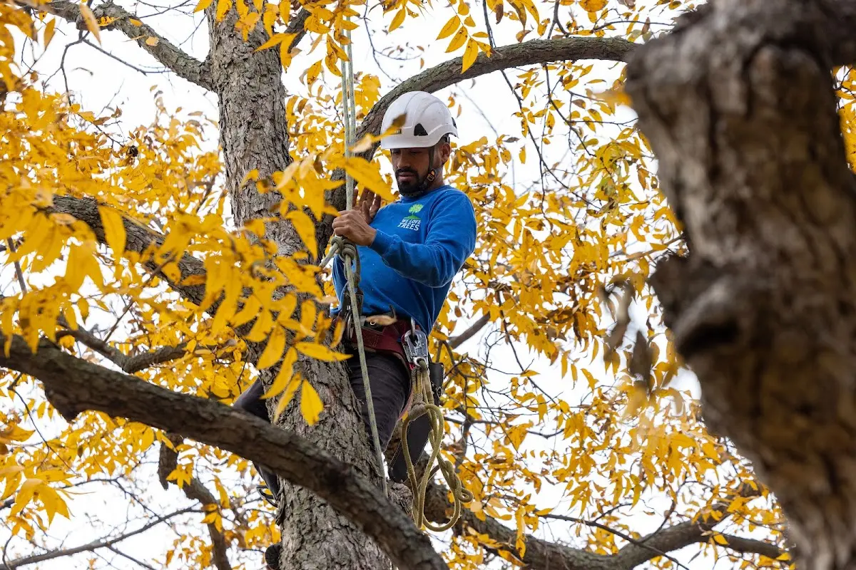 Skilled Tree Planting crew working in Versailles