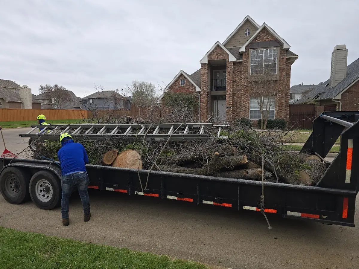 Expert Tree Removal with proper safety equipment in Versailles